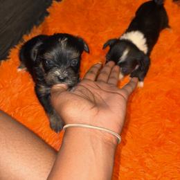 Shorkie Puppies from Sharlena Henderson