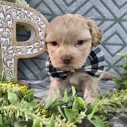 Benny - Gold male Shihpoo puppy in Hartville, Missouri from Petty Paws