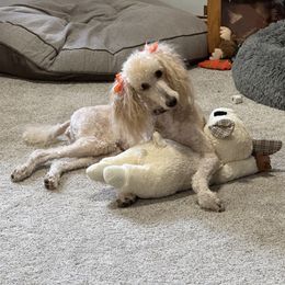 Nala - Poodle