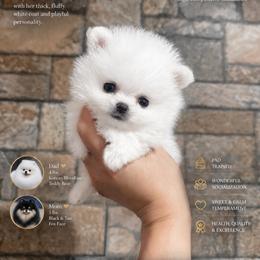 Icelyn - White female Pomeranian puppy in Las Vegas, Nevada from PupsByNikki