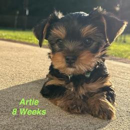 Artie - Black and tan male Yorkshire Terrier puppy in Ashland, Kentucky from Yorkie Paw