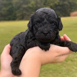Nesta - Black female Cockapoo puppy in Liberty, Kentucky from Kentucky Cockapoos