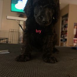 Ivy - Poodle puppy in Kentucky from Stacey's Poodles