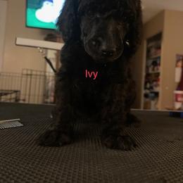 Ivy - Poodle puppy in Kentucky from Stacey's Poodles