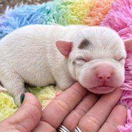 Charmin - White male American Staffordshire Terrier puppy in Marietta, Georgia from Ambition Amstaffs
