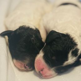 Sheepadoodle Puppies from Tampa Sheepadoodles