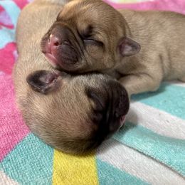 French Bulldog Puppies from A Pair of Ears