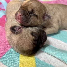 French Bulldog Puppies from A Pair of Ears