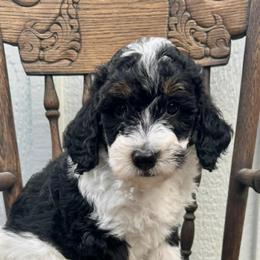 Cookies 'N Cream (Cookie) - Tri-color female Bernedoodle puppy in Hendersonville, North Carolina from Kim's Cove
