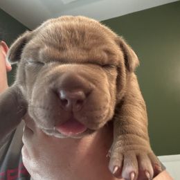Girl 1 - Fawn brindle female American Pit Bull Terrier puppy in Virginia from Terminal Velocity Kennels LLC