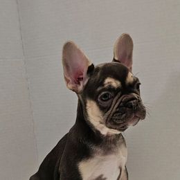 French Bulldog Puppies from Kristen's French Bulldogs