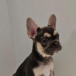 French Bulldog Puppies from Kristen's French Bulldogs