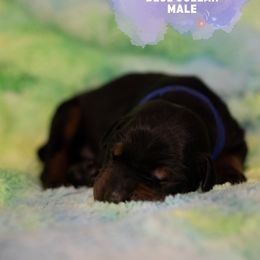 Doberman Pinscher Puppies from Rockin K Kennels