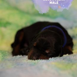 Doberman Pinscher Puppies from Rockin K Kennels