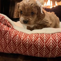 Cavapoo, Cockapoo, Goldendoodle, and Maltipoo Puppies from Perdue Puppies