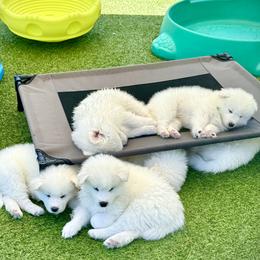 Samoyed Puppies from DelMar Dreams Samoyeds