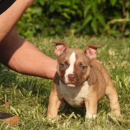 Camelot - Red sable female American Bully puppy in Orlinda, Tennessee from SimplyBullies