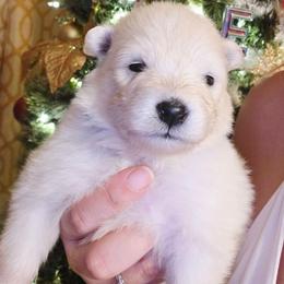 Aqua - White female Samoyed puppy in San Antonio, Texas from Hill Country Samoyeds