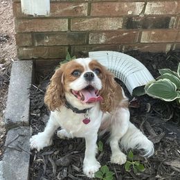 LILY - Cavalier King Charles Spaniel