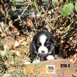 BTM 4 - Black tri male Toy Australian Shepherd puppy in Joshua, Texas from Double M Toy and Mini Aussies