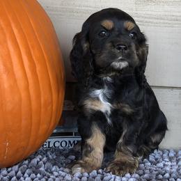Cocker Spaniel Puppies from Anastasia Knight's Cocker Spaniels
