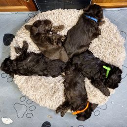Miniature Schnauzer Puppies from Byrd's Miniature Schnauzers