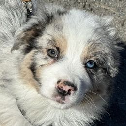 Australian Shepherds from Montanna Sage LLC