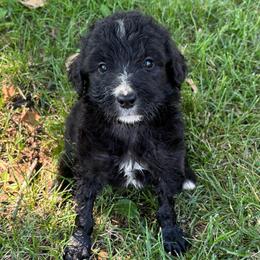 Elizabeth - Black and white female Bernedoodle puppy in Holden, Missouri from Mid-West Bernedoodles
