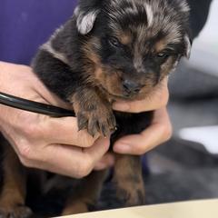 Blue-red collar - Harlequin male Beauceron puppy in Floyd’s Knobs, Indiana from Birdwing Beaucerons