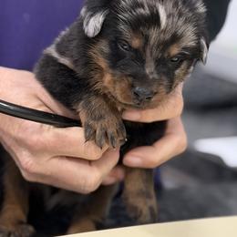 Blue-red collar - Harlequin male Beauceron puppy in Floyd’s Knobs, Indiana from Birdwing Beaucerons