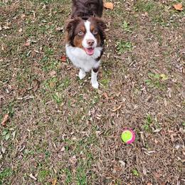 Australian Shepherd, Miniature American Shepherd, and Miniature Australian Shepherd All Grown Up from Spirited Aussies