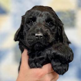 Pine - Black female Goldendoodle puppy in Kansas City, Missouri from Beary GoldenDoodles