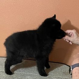 Schipperke Puppies from Sea,-Breed schipperkes