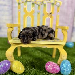 Benedict - Dapple male Dachshund puppy in Westport, Kentucky from Lonestar Creek Farm