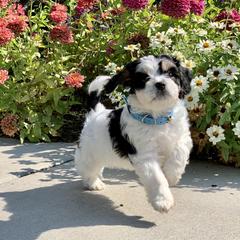 Cavachon, Cavalier King Charles Spaniel, and Cavapoo Puppies from Cavachon Love