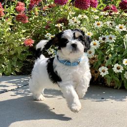 Cavachon, Cavalier King Charles Spaniel, and Cavapoo Puppies from Cavachon Love