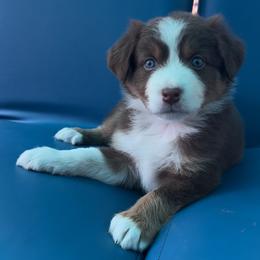 Loki - Red tri-color male Australian Shepherd puppy in Springfield, Oregon from Shelter Cove Aussies