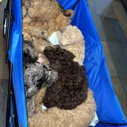 Golden Aussiedoodle and Goldendoodle Puppies from Law Doodles of SC