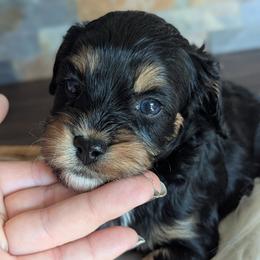 Dahlia - Tri-color female Cavapoo puppy in San Diego, California from WW Cavapoos