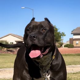 American Bully Puppies from Forgiati American Bullies