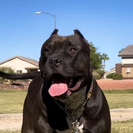 American Bully Puppies from Forgiati American Bullies