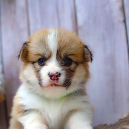 Lime green - Sable male Pembroke Welsh Corgi puppy in Caliente, California from Rafter Cross 7
