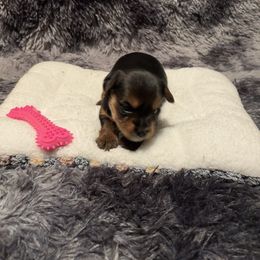 Sappire - Blue and gold female Yorkshire Terrier puppy in Brandenburg, Kentucky from Lil Amazing Paws Yorkshire Terriers