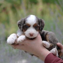 Cheyenne - Blue merle female Bernedoodle puppy in Eagle Mountain, Utah from Fur Real Puppies.