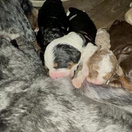 Bernedoodle Puppies from Bernied00dle Love