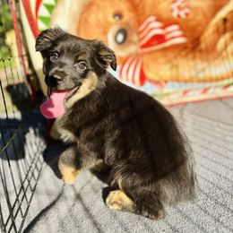 Holly - Black tri Miniature Australian Shepherd puppy in Wauchula, Florida from Sun & Moon Aussies