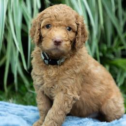 Cedar - Caramel male Labradoodle puppy in Stamford, Connecticut from Doodles of CT