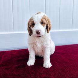 Bane - Parti male Labradoodle puppy in Elizabeth City, North Carolina from Howdy Doodles