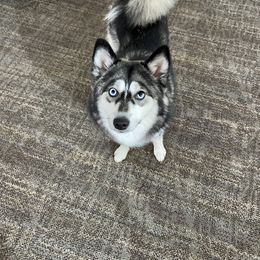 Pomsky Puppies from Goodness Gracious Pomskies