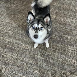 Pomsky Puppies from Goodness Gracious Pomskies